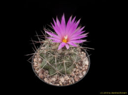 Coryphantha ramillosa 2406